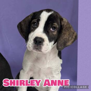Shirley Anne -  Labrador Retriever and Boxer Dog for Adoption in Ringwood, New Jersey - Shirley Anne | PetCurious