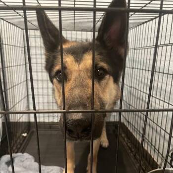 0860-D26 -  German Shepherd Dog Dog for Adoption in Port Charlotte, Florida - 0860-D26 | PetCurious