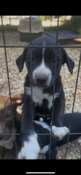 Rescue Pit Bull Terrier and Labrador Retriever Dogs for Adoption in Jena, Louisiana - Willie | PetCurious