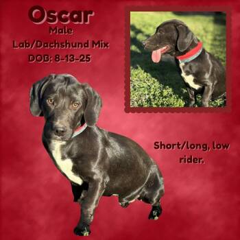 Dachshund and Labrador Retriever Dogs Available for Adoption - Oscar | PetCurious