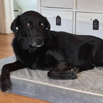 Shadow -  Black Labrador Retriever and Labrador Retriever Dog for Adoption in Midlothian, Virginia - Shadow | PetCurious