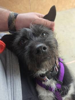Cairn Terrier Dogs Available for Adoption in Phoenix, Arizona - Kale | PetCurious