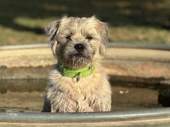 Elroy -  Pug and Border Terrier Dog for Adoption in Marion, Texas - Elroy | PetCurious