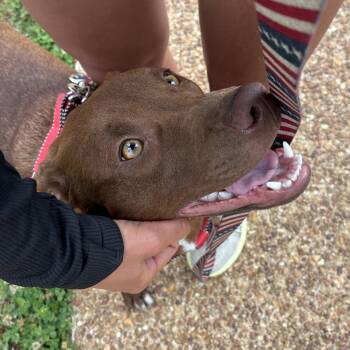 Java Zoom - Good with kids and dogs -  Hound Dog for Adoption in Andover, Massachusetts - Java Zoom - Good With Kids And Dogs | PetCurious