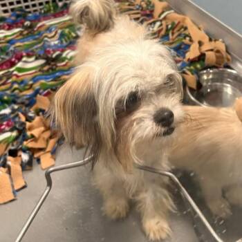 Enid -  Shih Tzu Dog for Adoption in Des Moines, Iowa - Enid | PetCurious