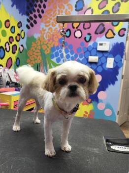 Candi -  Shih Tzu Dog for Adoption in Merrillville, Indiana - Candi | PetCurious