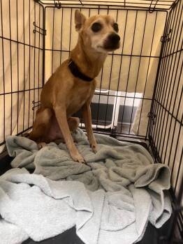 Tuffy -  Chihuahua Dog for Adoption in Richland Hills, Texas - Tuffy | PetCurious
