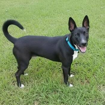 Rescue Belgian Shepherd Malinois Dogs for Adoption in Lilburn, Georgia - Harley | PetCurious