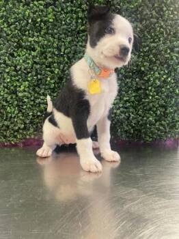 Rescue Pit Bull Terrier and Mixed Breed Dogs for Adoption in El Paso, Texas - Athena | PetCurious