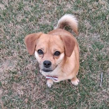 Terrier Dogs Available for Adoption - Patches | PetCurious