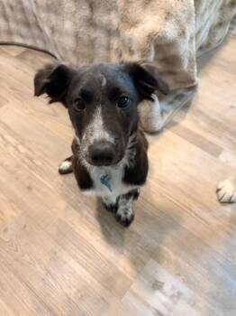 Red Snapper -  Shepherd and Border Collie Dog for Adoption in Waunakee, Wisconsin - Red Snapper | PetCurious