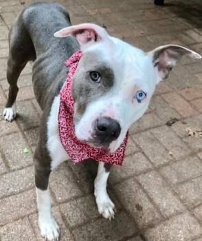 Daisy PKA Jayci AKA Ari also aka Poppy -  Pit Bull Terrier Dog for Adoption in Dallas, Texas - Daisy PKA Jayci AKA Ari Also Aka Poppy | PetCurious