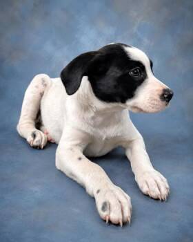 Daphne -  Retriever and Mixed Breed Dog for Adoption in Taylorsville, North Carolina - Daphne | PetCurious
