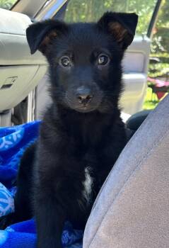 Twyla -  German Shepherd Dog Dog for Adoption in Mount Pleasant, South Carolina - Twyla | PetCurious