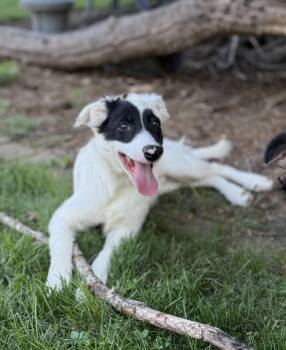 Hex -  Border Collie Dog for Adoption in Salisbury, Maryland - Hex | PetCurious