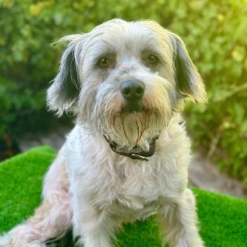 Barkley -  Mixed Breed Dog for Adoption in San Francisco, California - Barkley | PetCurious