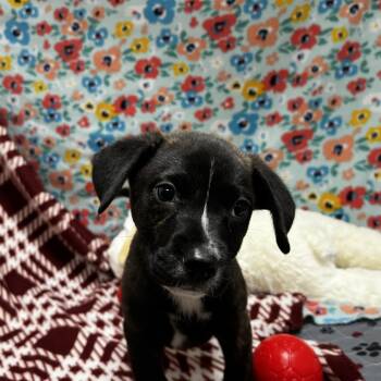 Haribo -  Mixed Breed Dog for Adoption in Jacksboro, Tennessee - Haribo | PetCurious