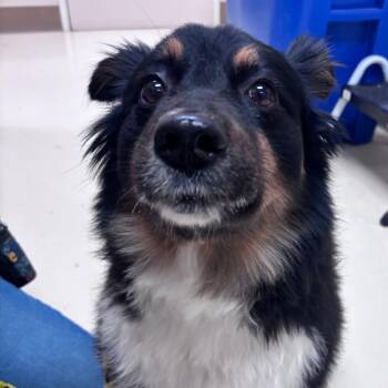 Australian Shepherd Dogs Available for Adoption in Goleta, California - Nala | PetCurious