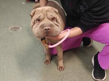 A176498 -  Mixed Breed Dog for Adoption in Santa Fe, New Mexico - A176498 | PetCurious