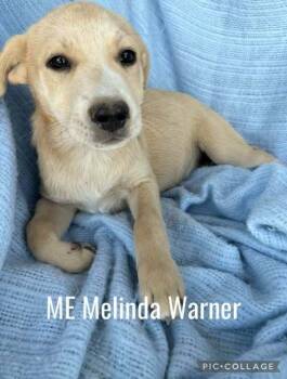 Rescue Mixed Breed Dogs for Adoption in Waunakee, Wisconsin - ME Melinda Warner | PetCurious