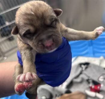 Mixed Breed Dogs Available for Adoption - LINA | PetCurious