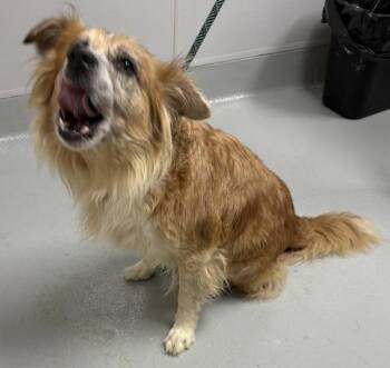 Ic 16c  Raisin  Hw + -  Border Collie Dog for Adoption in Lawrenceville, Georgia - Ic 16c  Raisin  Hw + | PetCurious