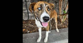 Boone -  Hound and Shepherd Dog for Adoption in Youngsville, North Carolina - Boone | PetCurious