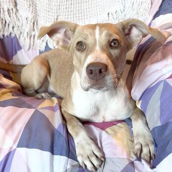 Amazing Jujubee -  Pit Bull Terrier and Labrador Retriever Dog for Adoption in Burlington, North Carolina - Amazing Jujubee | PetCurious