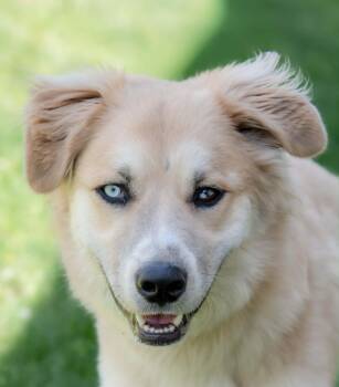 Knight -  Australian Shepherd and Mixed Breed Dog for Adoption in Nashville, Tennessee - Knight | PetCurious