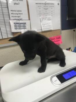 Border Collie and Labrador Retriever Dogs Available for Adoption in Conroe, Texas - KENT | PetCurious