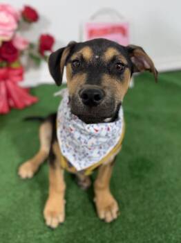 Doberman Pinscher and Labrador Retriever Dogs Available for Adoption - Doc | PetCurious