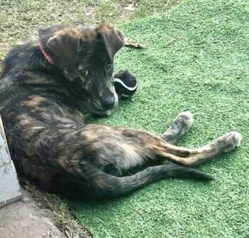 Plott Hound Dogs Available for Adoption in Wolcott, Connecticut - Rose | PetCurious