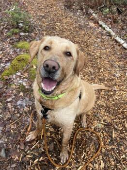 Stetson -  Labrador Retriever Dog for Adoption in Trenton, Maine - Stetson | PetCurious
