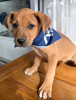 German Shepherd Dog and American Staffordshire Terrier Dogs Available for Adoption - Shamrock | PetCurious