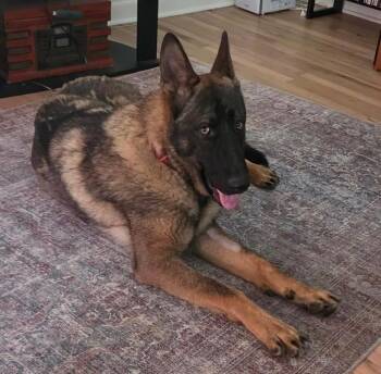 German Shepherd Dog Dogs Available for Adoption in Kuna, Idaho - Goose | PetCurious