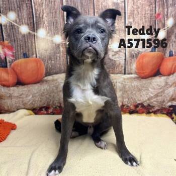 TEDDY -  Pit Bull Terrier Dog for Adoption - TEDDY | PetCurious