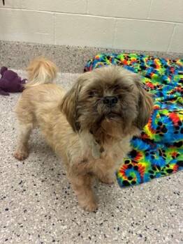 Jerry -  Lhasa Apso and Poodle Dog for Adoption in Littleton, Colorado - Jerry | PetCurious