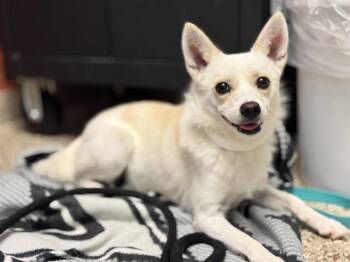 BONITA -  Chihuahua and Cardigan Welsh Corgi Dog for Adoption in Pueblo, Colorado - BONITA | PetCurious