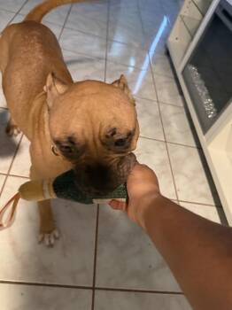 PEACHES -  Boxer Dog for Adoption in San Antonio, Texas - PEACHES | PetCurious