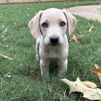 Bonnie B. -  Beagle and Weimaraner Dog for Adoption - Bonnie B. | PetCurious