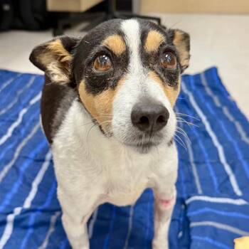 Russel 22489 -  Jack Russell Terrier and Mixed Breed Dog for Adoption in Cumming, Georgia - Russel 22489 | PetCurious