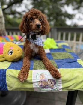 Rowlf 1 year-7 lbs -  Poodle Dog for Adoption - Rowlf 1 Year-7 Lbs | PetCurious