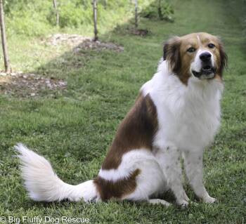 Rescue Great Pyrenees and Spaniel Dogs for Adoption in Nashville, Tennessee - Tony | PetCurious