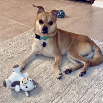 Shiba Inu and Finnish Spitz Dogs Available for Adoption - Teefers | PetCurious