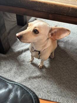 Dachshund and Chihuahua Dogs Available for Adoption in Calgary, Alberta - Mayte | PetCurious