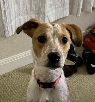 Bailey -  Australian Cattle Dog Blue Heeler and Australian Kelpie Dog for Adoption in New Braunfels, Texas - Bailey | PetCurious