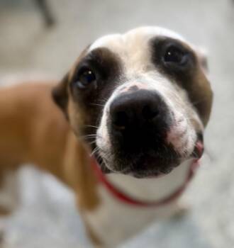 Marnie -  Mixed Breed Dog for Adoption in Jackson, Michigan - Marnie | PetCurious