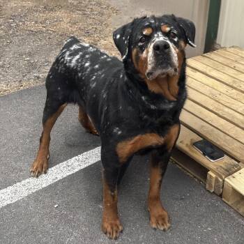 Cheesecake -  Rottweiler Dog for Adoption in Pottsville, Pennsylvania - Cheesecake | PetCurious