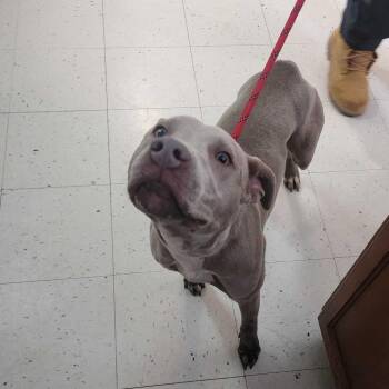 Mixed Breed Dogs Available for Adoption in Davenport, Iowa - Lean Cuisine Jean | PetCurious