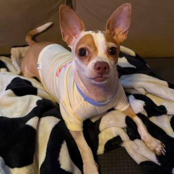 Chihuahua Dogs Available for Adoption in Washington, Pennsylvania - Cinnabon | PetCurious